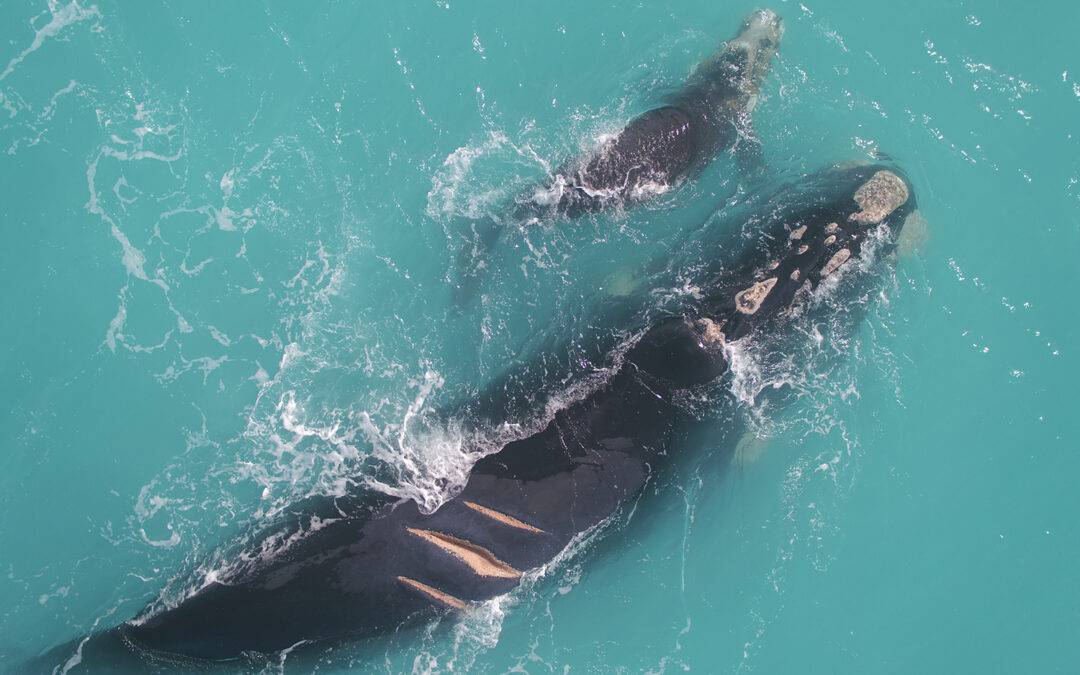 Ocean Technologies Group partners with World Cetacean Alliance to reduce ship strikes and risks posed to marine mammals