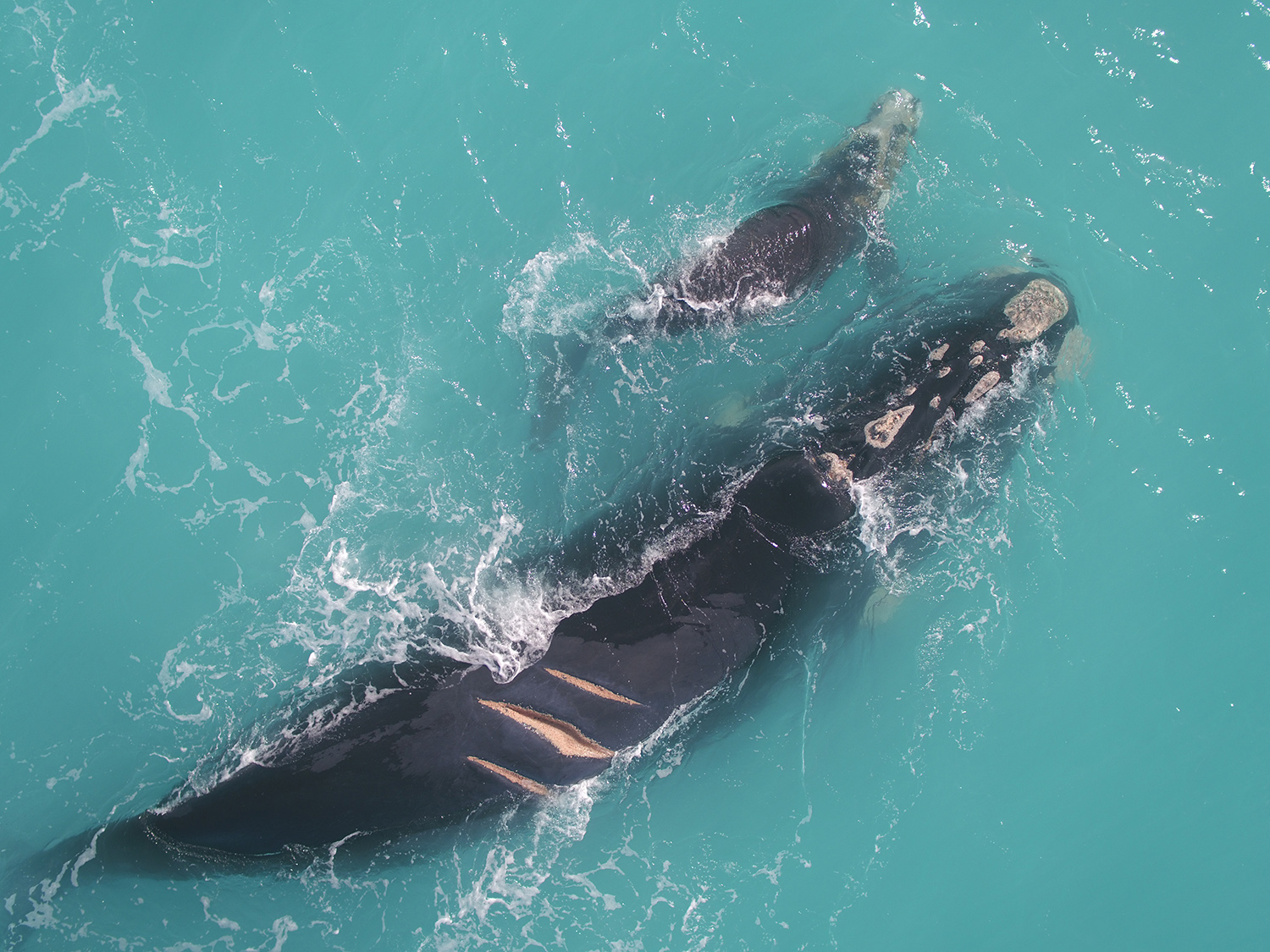 How to Spot Marine Mammals From a Cruise Ship